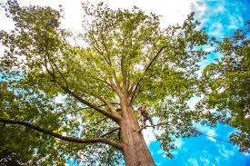 Reliable Morton, PA Tree Care Solutions