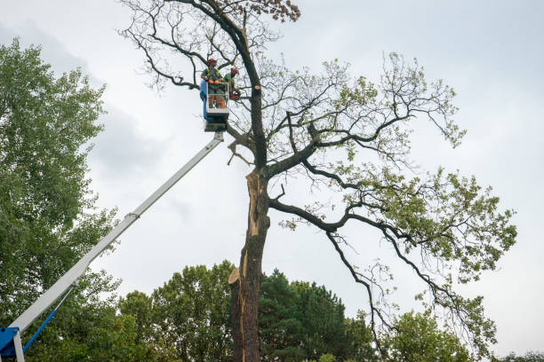 Best Arborist Consultation Services  in Morton, PA