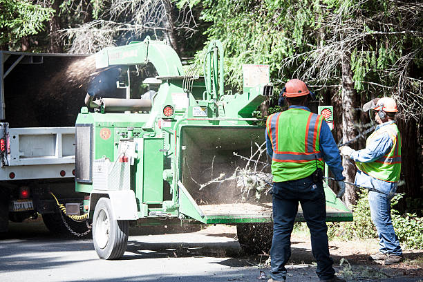 Best Grass Overseeding  in Morton, PA