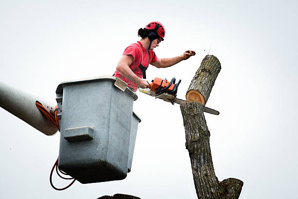 Best Hazardous Tree Removal  in Morton, PA
