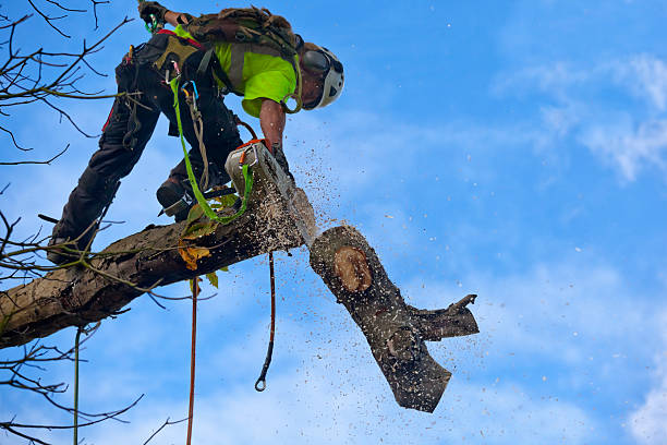 Best Weed Control  in Morton, PA